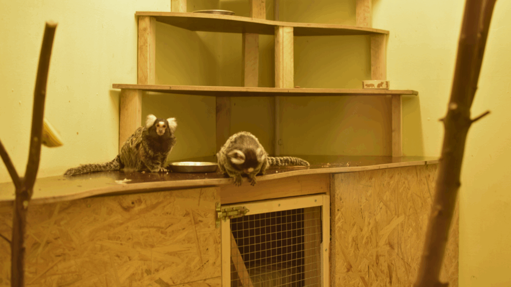 kinder- und hundefreundliche Ausflugsziele in Sachsen Zoo der Minis