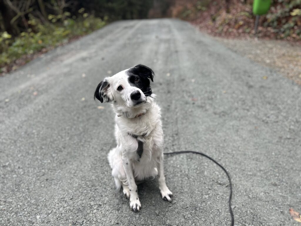 unterwegs mit Kind und Hund