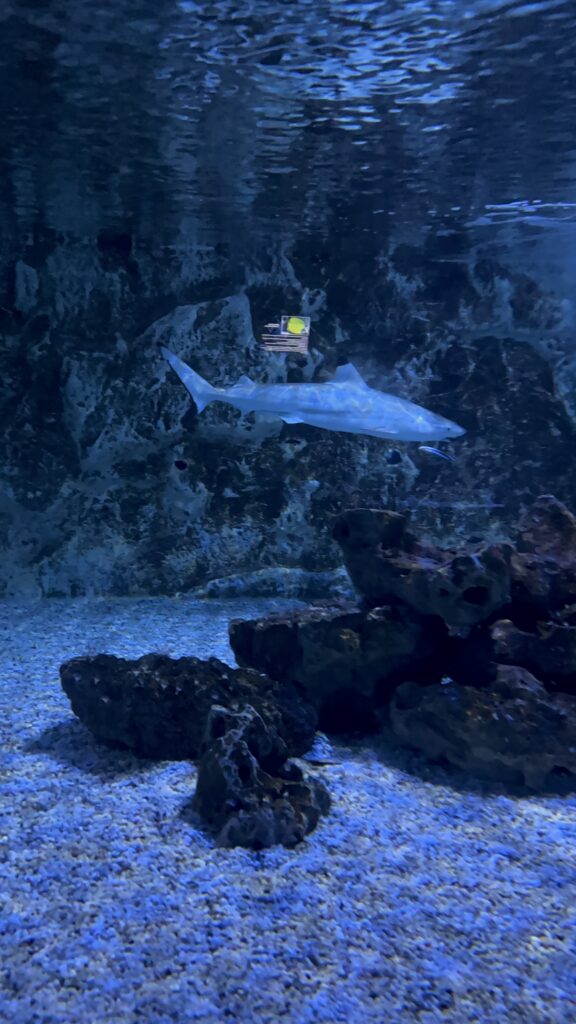 Meeresaquarium Zella-Mehlis mit Kind und Hund